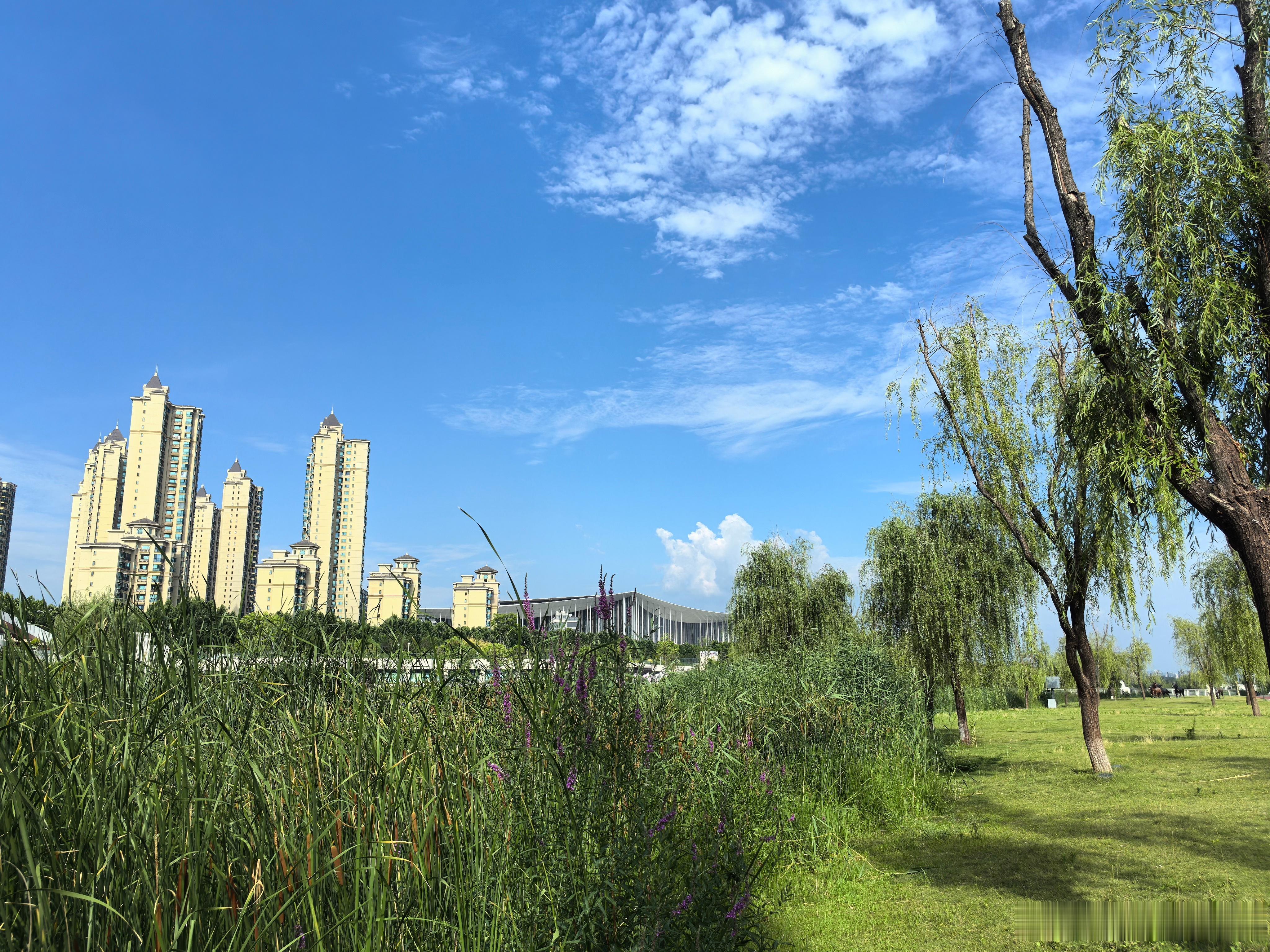 身边的风景 只要出太阳我就想出来溜达🛵，这里安静极了，坐在树下吹着风玩会手机?