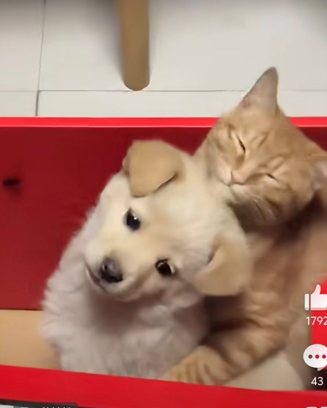 被猫舔到生无可恋的小狗猫：你竟然还不情不愿的！ 