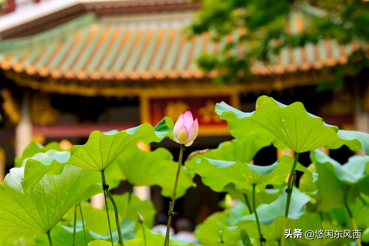 六榕寺荷韵禅踪
夏临六榕古寺，青瓦飞檐悬铜铃，鎏金雕饰藏百年古韵，绿叶朦胧框住檐