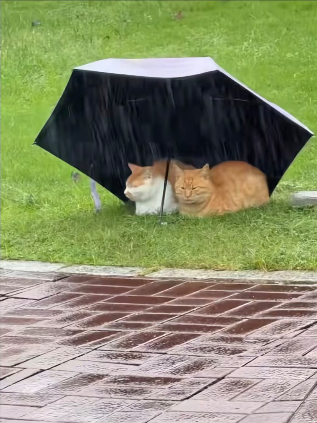 人好猫也好 ​​​