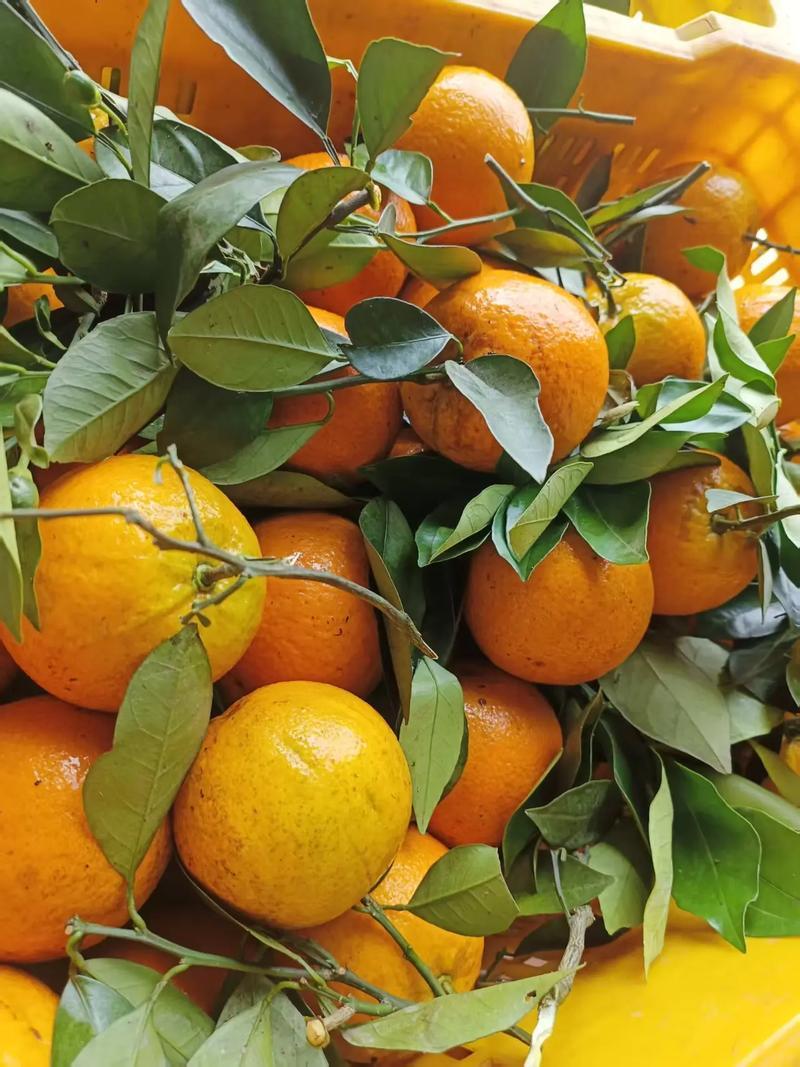 夏日维C神仙水果🍊夏橙花式吃法打卡攻略
不同于秋冬橙子的齁甜，夏橙自带清爽果酸