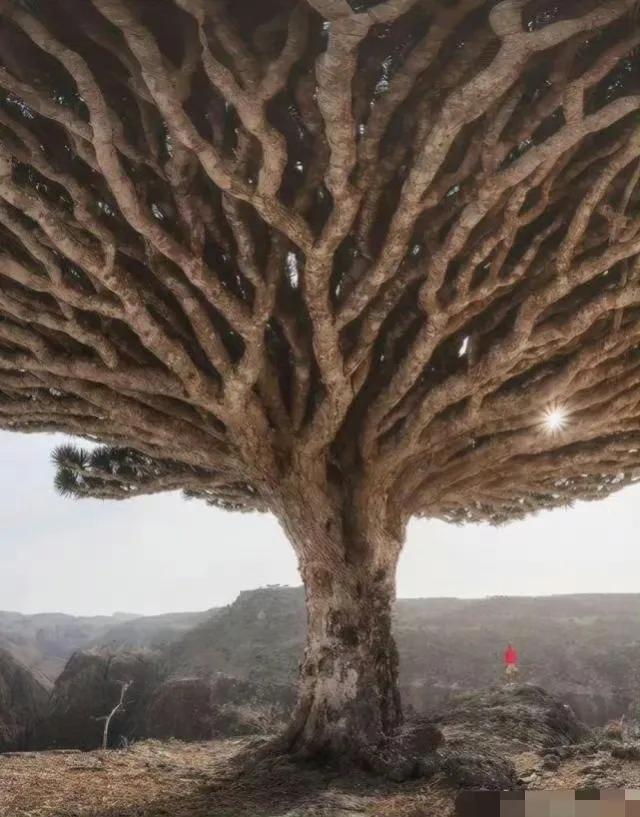 地球上的这棵树好像不是地球上的