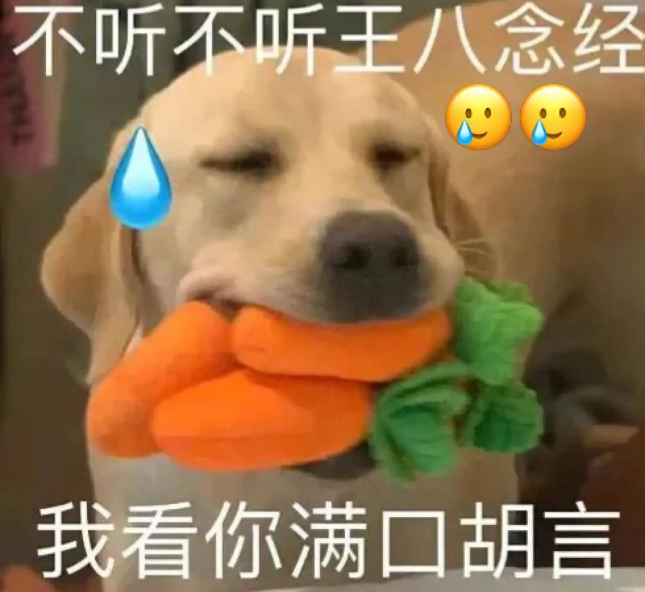 如果有一天，城市不让养狗了！多好!

如果有一天，不让养狗了，
这个社会是不是会