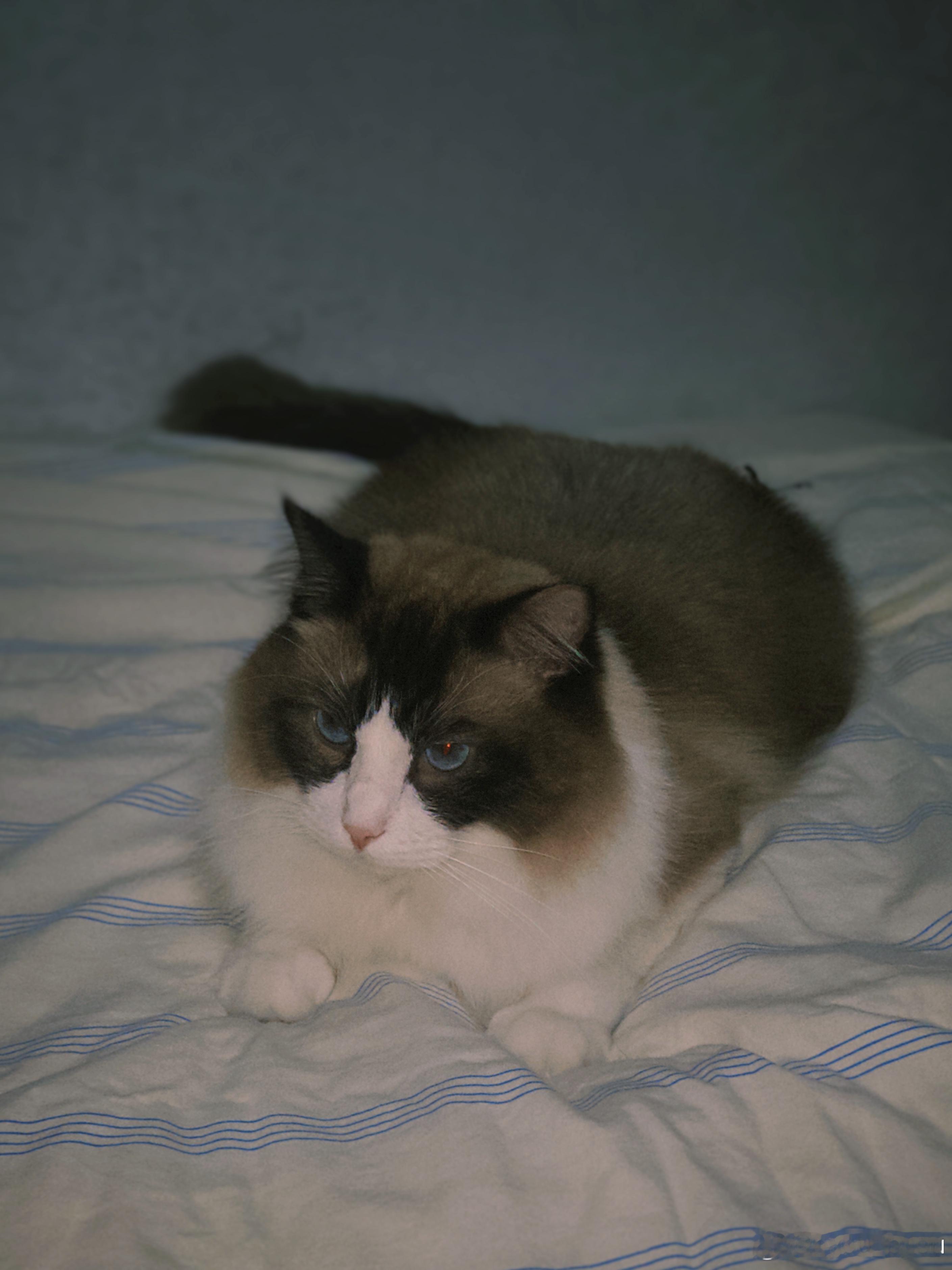 昨天晚上我躺在床上玩手机，一声碰撞之后是水流的声音，是nimmy，它那样理直气壮