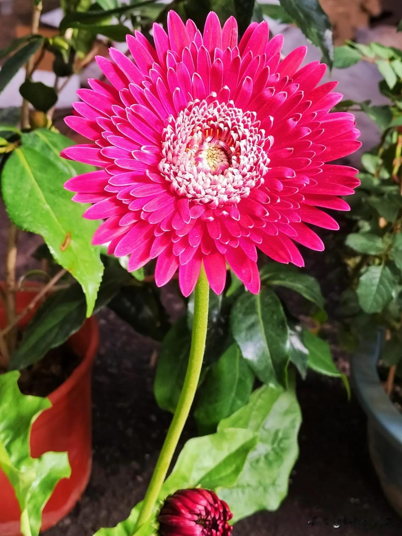 非洲菊總是給人一種拼搏向上,蓬勃生長的感覺,所以它的花語是堅毅。