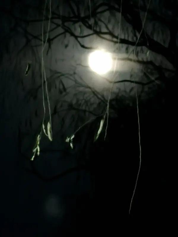 “往事随风”所创作的这副对联，着实堪称一绝！“明月幽深柳影淡”，瞬间将人引入一个