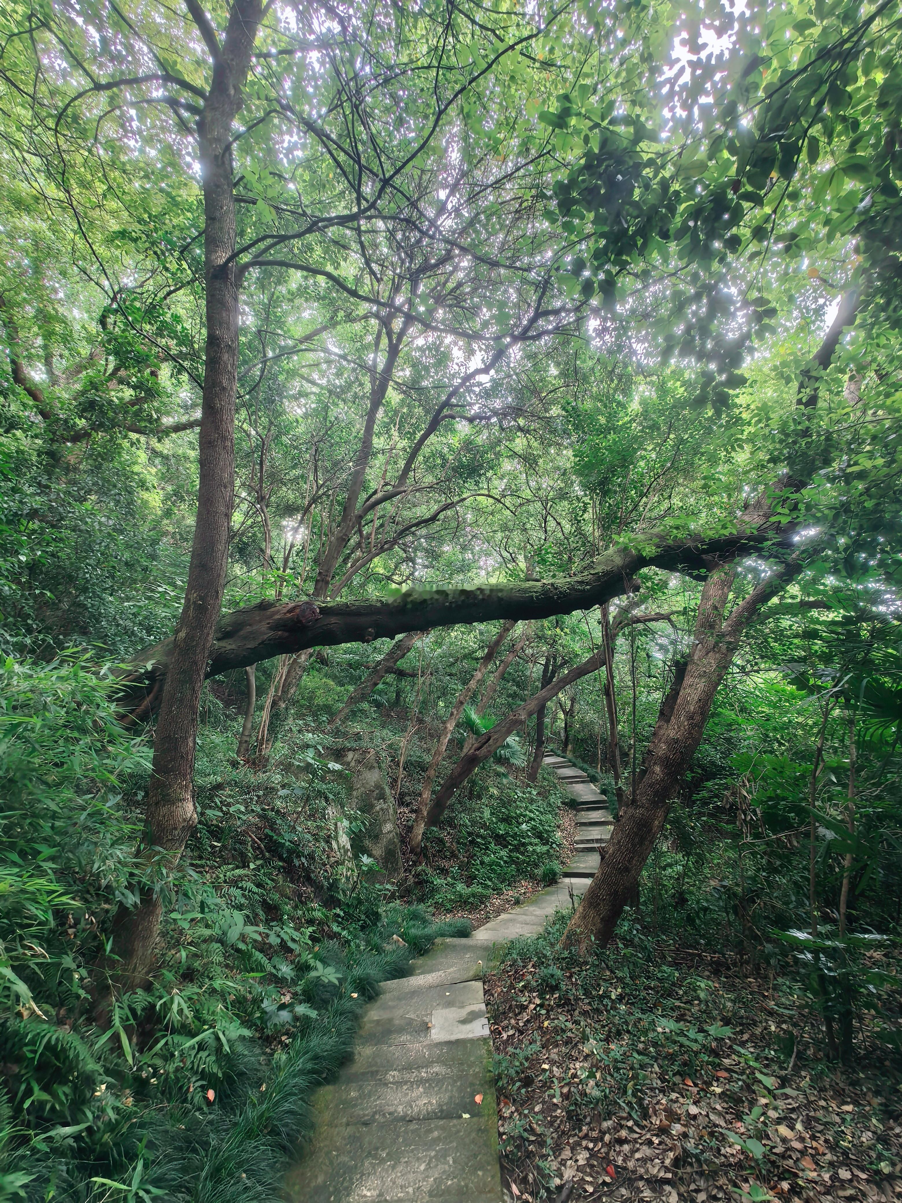 先登山，后看盘。 绍兴·西园