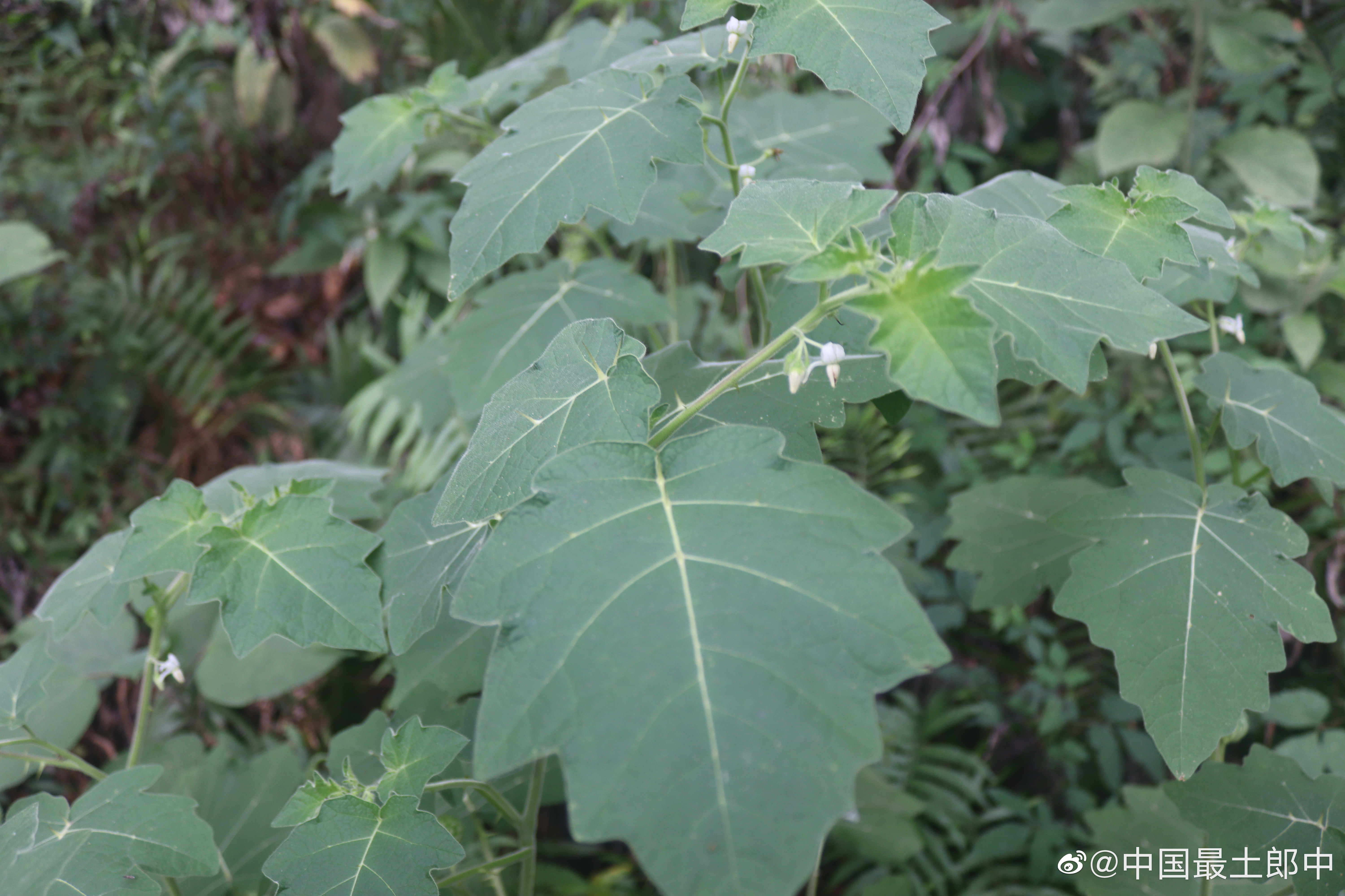 在四川你能见到稀奇古怪的植物，这位叫喀西茄，原产地印度咖西山，属外来入侵品种，通