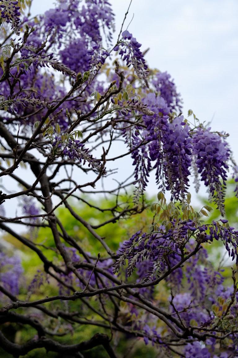 苏州的春日，被这满架紫藤狠狠治愈。白墙黛瓦间，紫花如瀑垂落，哪怕是细雨绵绵的天气