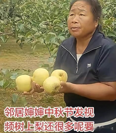 邻居婶婶发愁了，这次中秋节都没过好，因为梨还有好多没有卖掉，不知道怎么办？

早