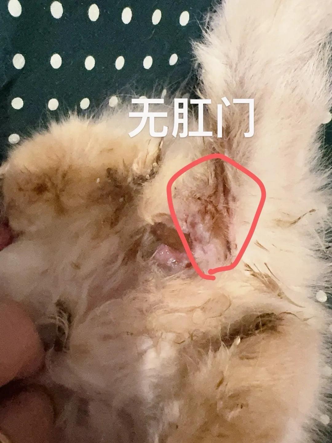 跟大家说说昨晚救回来的小布布的情况。
按我的经验来讲，被遗弃的品种猫通常不是有病