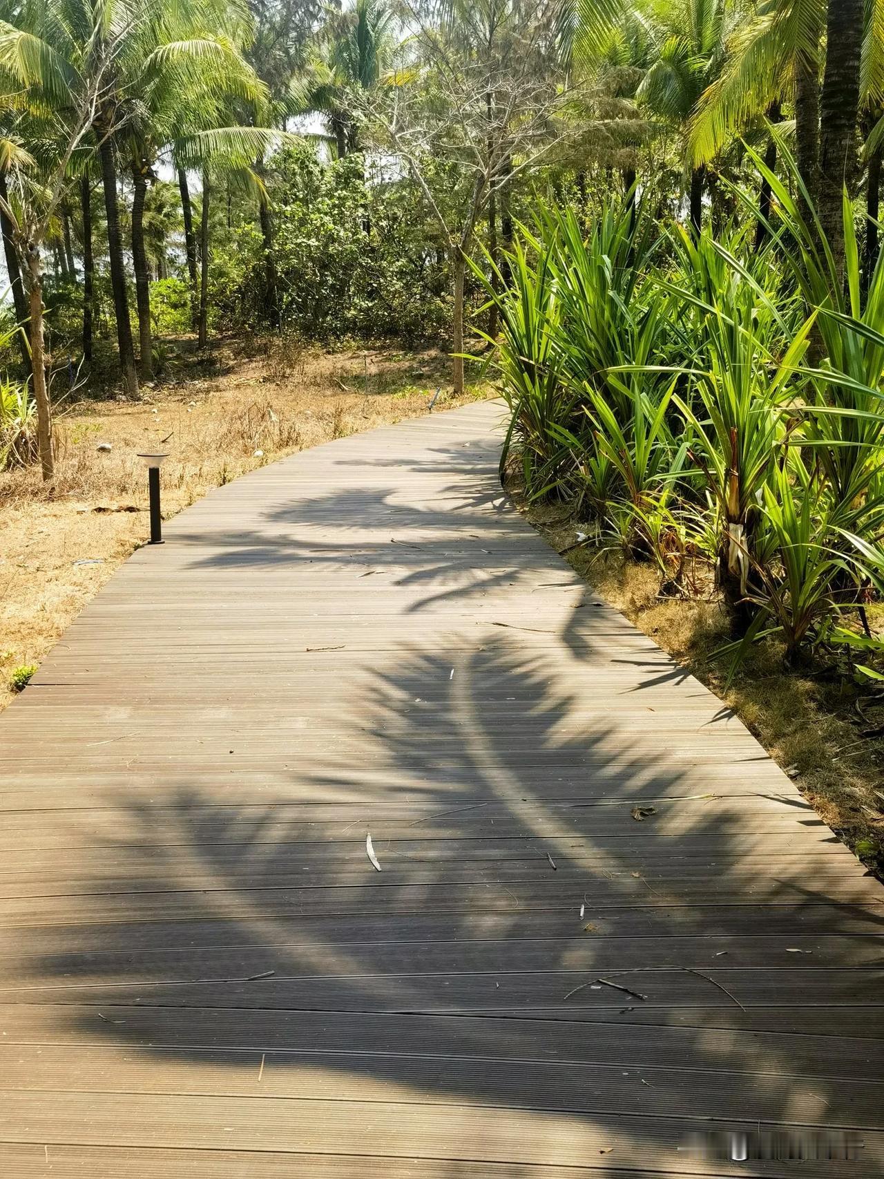 海南…自驾游第21天，三亚海棠湾躺平
今日没有外出安排，吃完早饭就去了海滩的椰林