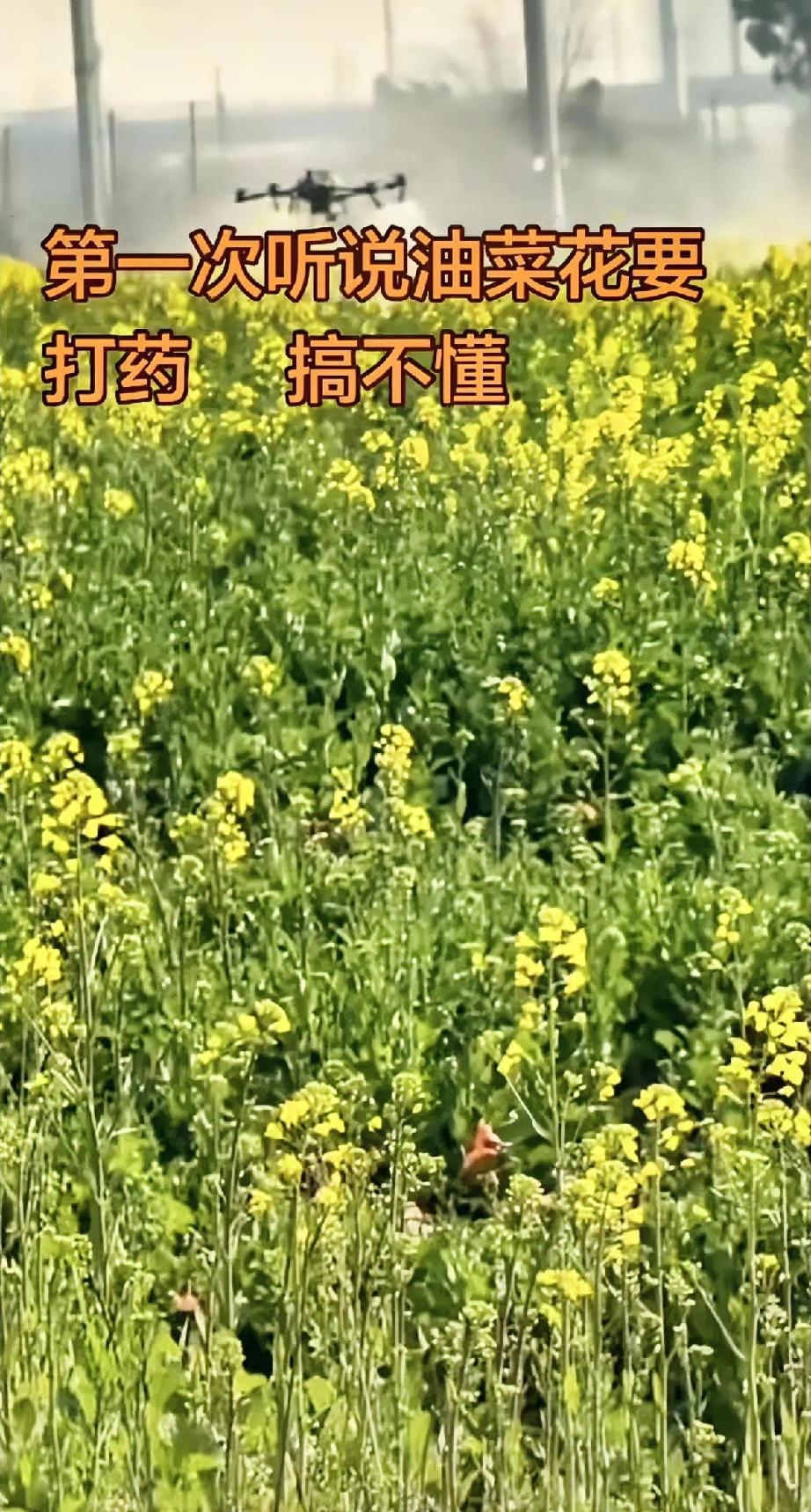 我觉得天上不会掉馅饼，尤其是砸在种地的农民头上。

听说有个怪事，有人开着无人机