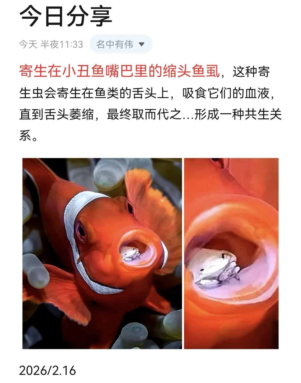 寄生在小丑鱼嘴巴里的缩头鱼虱，这种寄生虫会寄生在鱼类的舌头上，吸食它们...