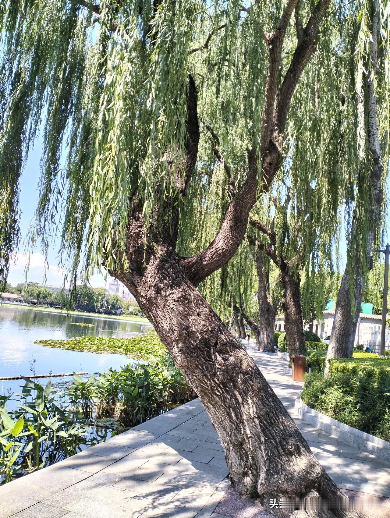 脏 还是阿根廷 脏 ？ ​​​