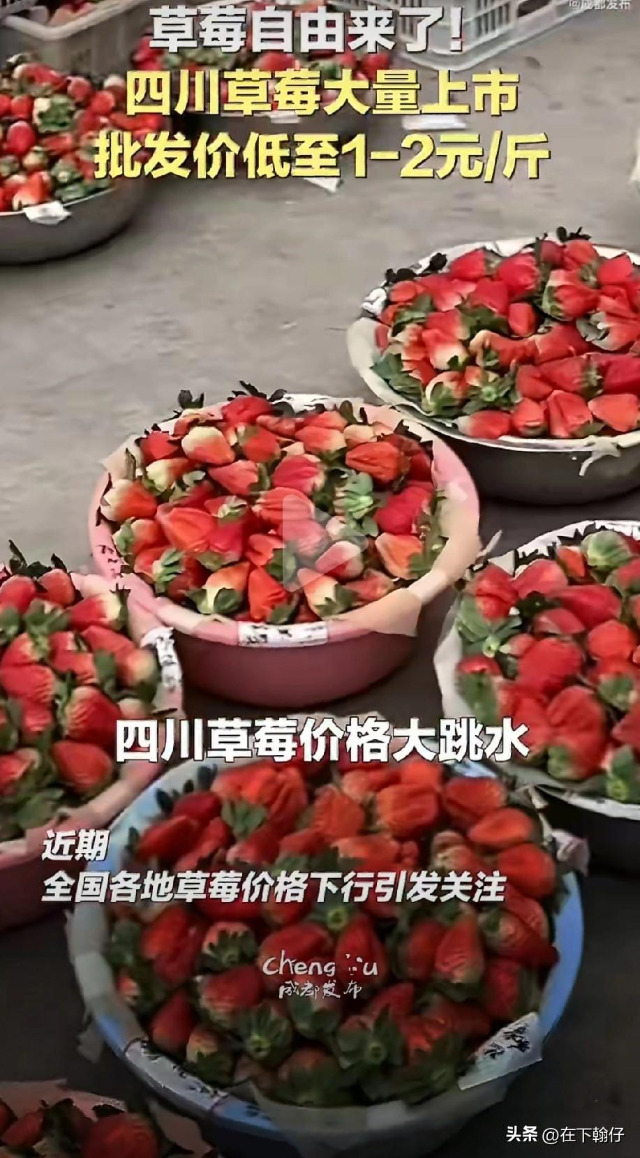 “草莓自由来了！”四川西昌、德昌等地的草莓价格，真是跌到了“地板价”。普通品种的