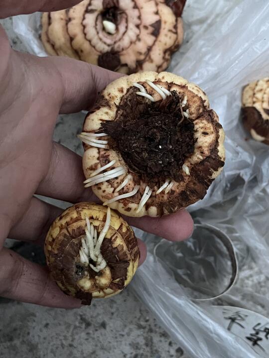 十三太保（唐菖蒲）可以种咯～