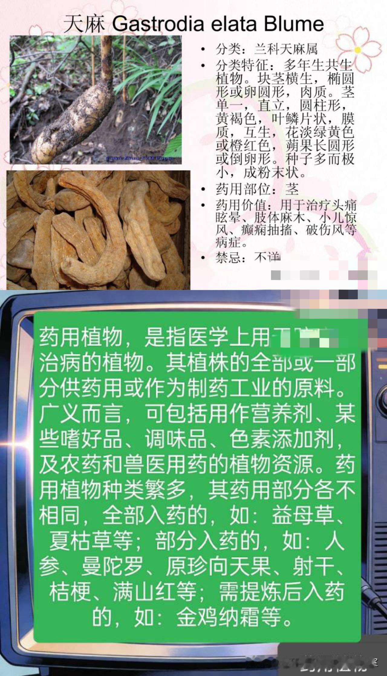 药植分类图鉴01