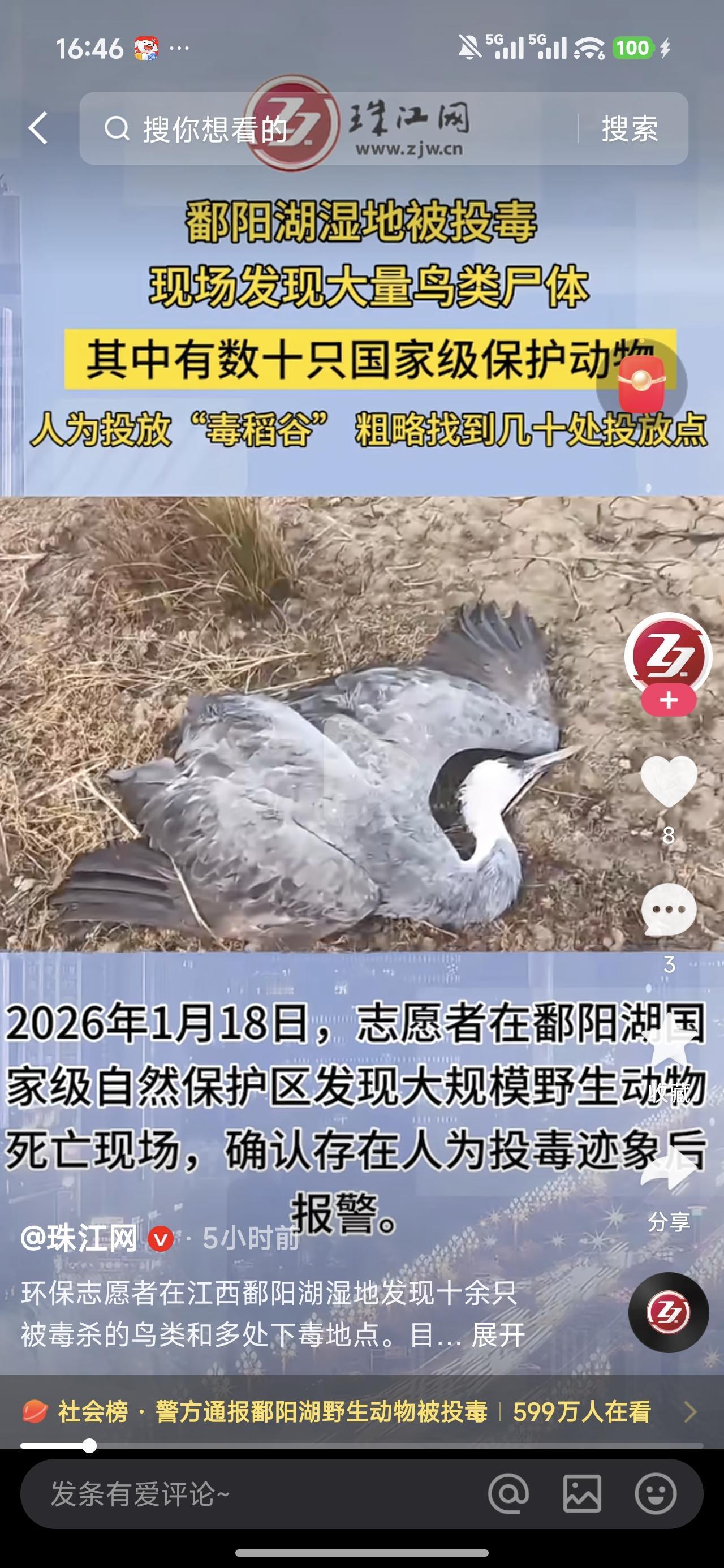 今天看到新闻报道我们的家乡鄱阳湖湖边被投毒，大量国家保护鸟类被毒害，真的是痛心疾