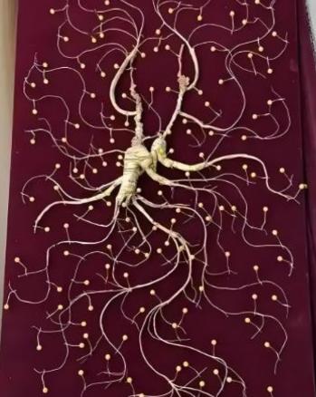 1981年，一颗重量超过七两，价值超过200万的野生老山参在东北被挖出，而且开挖