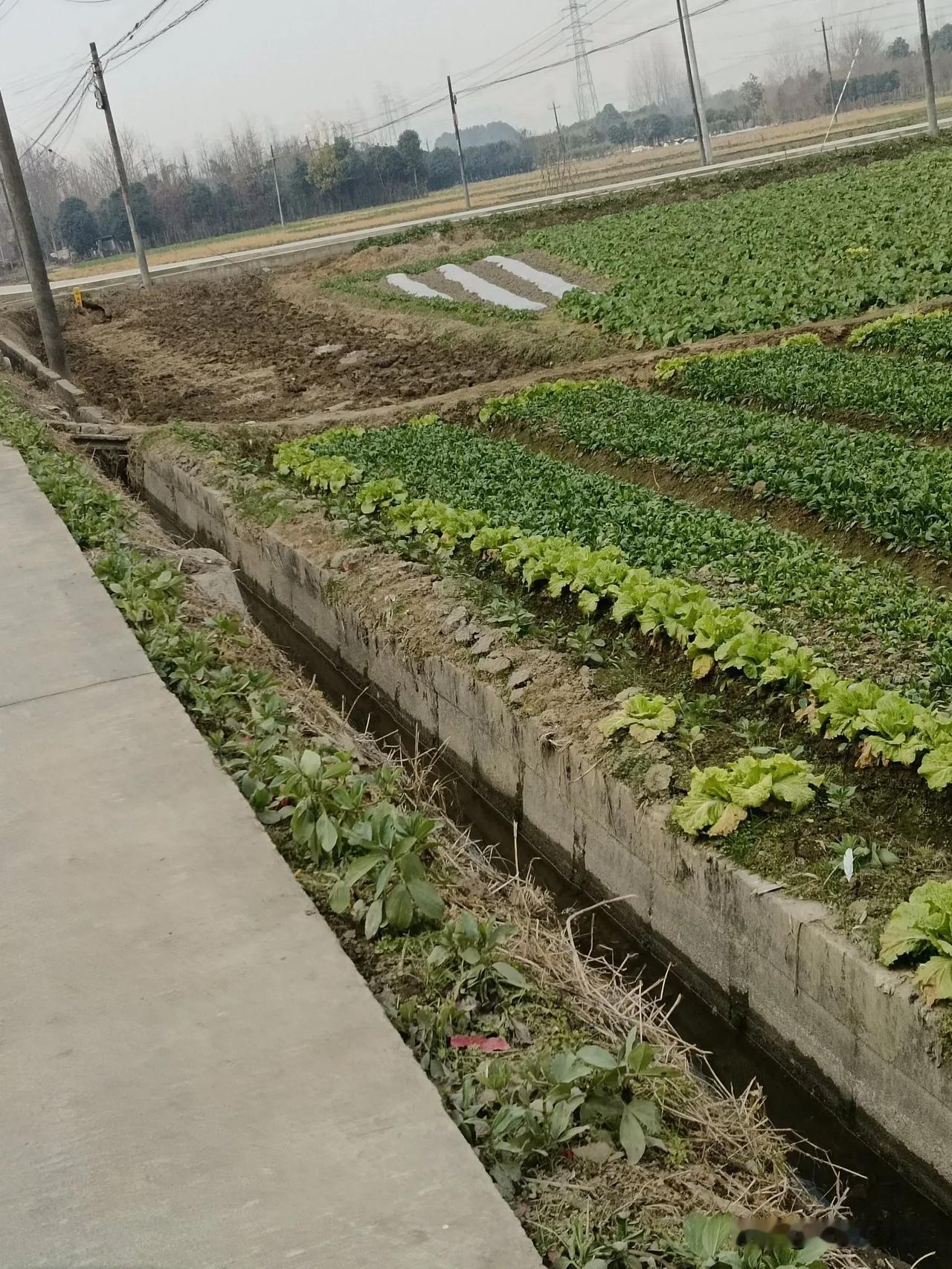 菜畦绿意浓，冬灌正及时时。