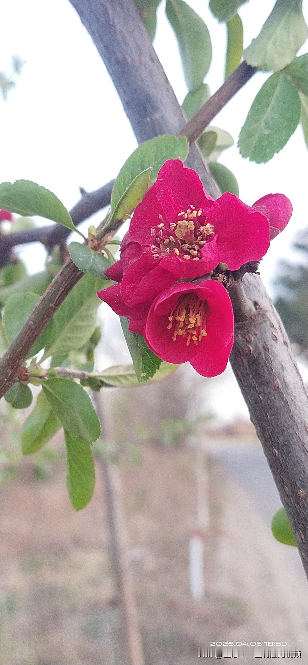 我这免疫力也是无敌了，只要有流感病毒，我是怎么都躲不过呀！
今天早上起床喉咙疼，