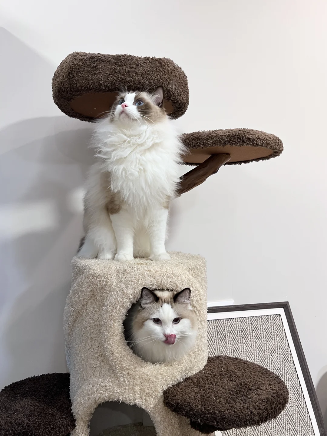 当小猫的好朋猫到访你家