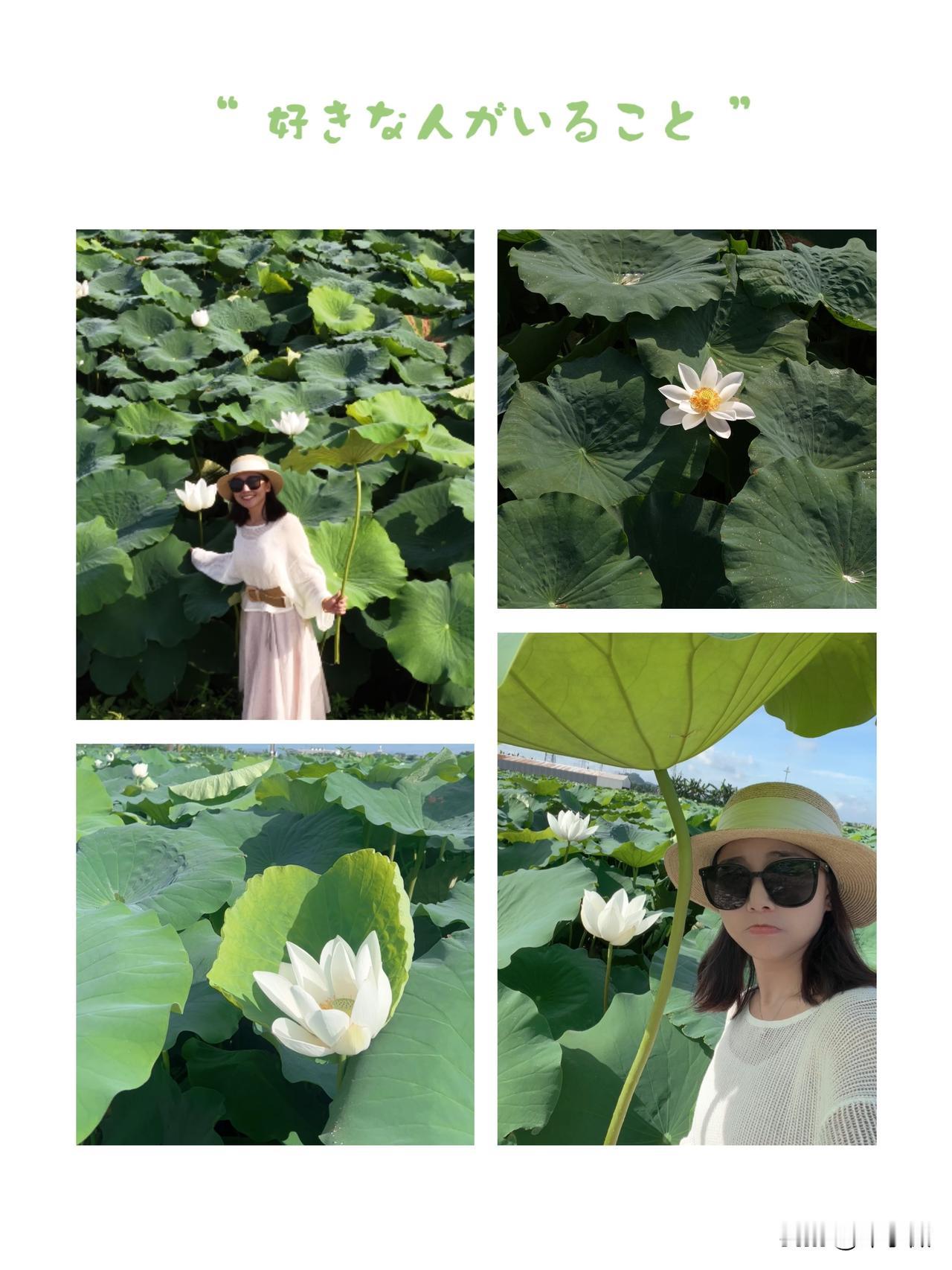 从浑浊中破土，向晴空处舒展，荷花教会我们：越是身处逆境，越要活得灿烂，让芬芳成为