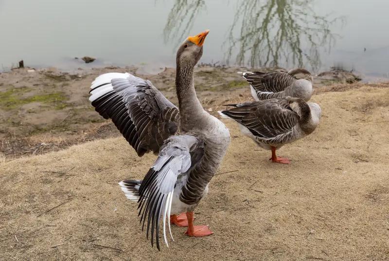 2月12日，安徽有位博主打算宰杀自家大鹅，那大鹅像个委屈的小可怜，垂头流泪的视频