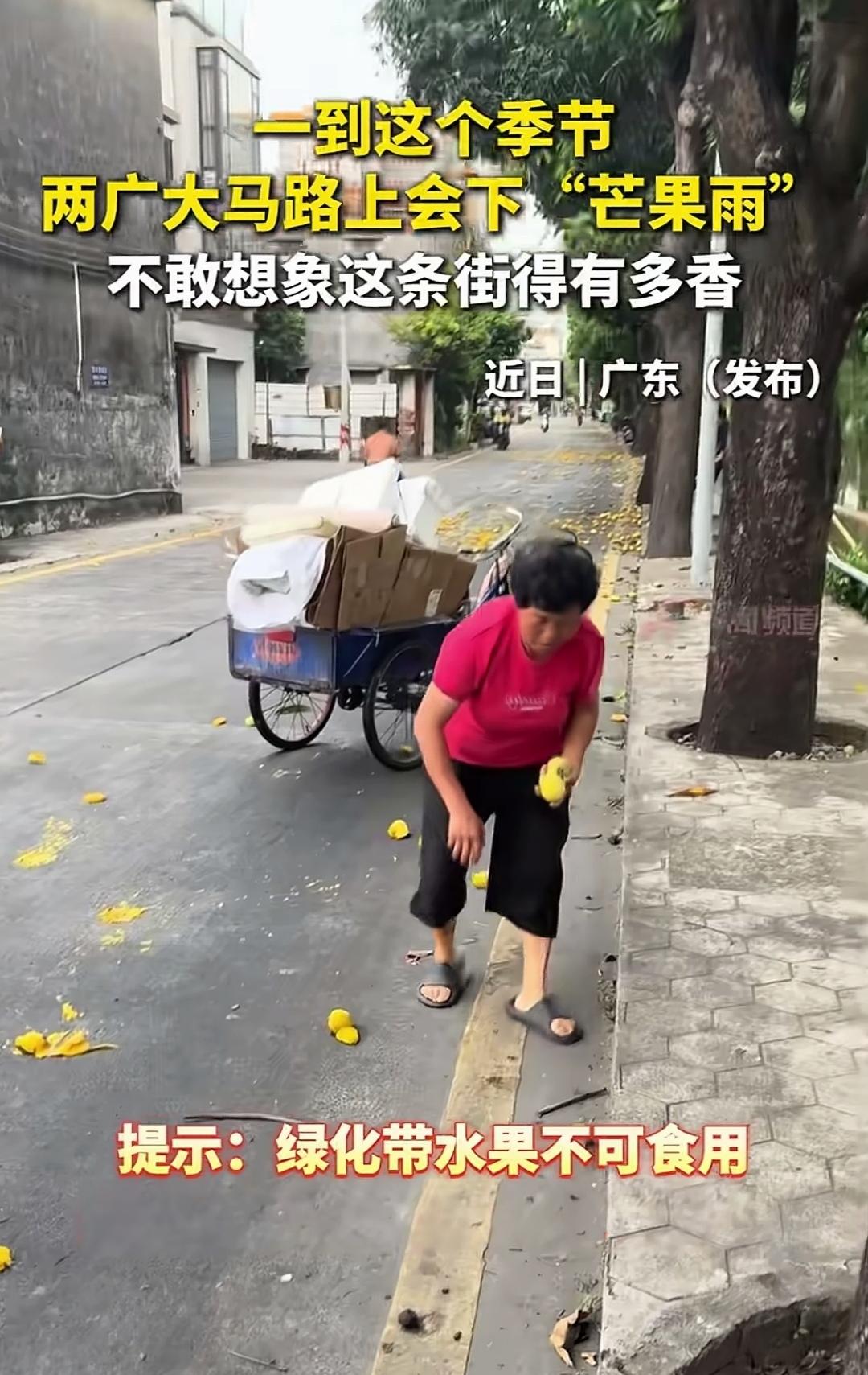 路边掉落的芒果明明有提示不能吃，可大妈们捡得比谁都迅速。
两广的夏日，一边是“绿