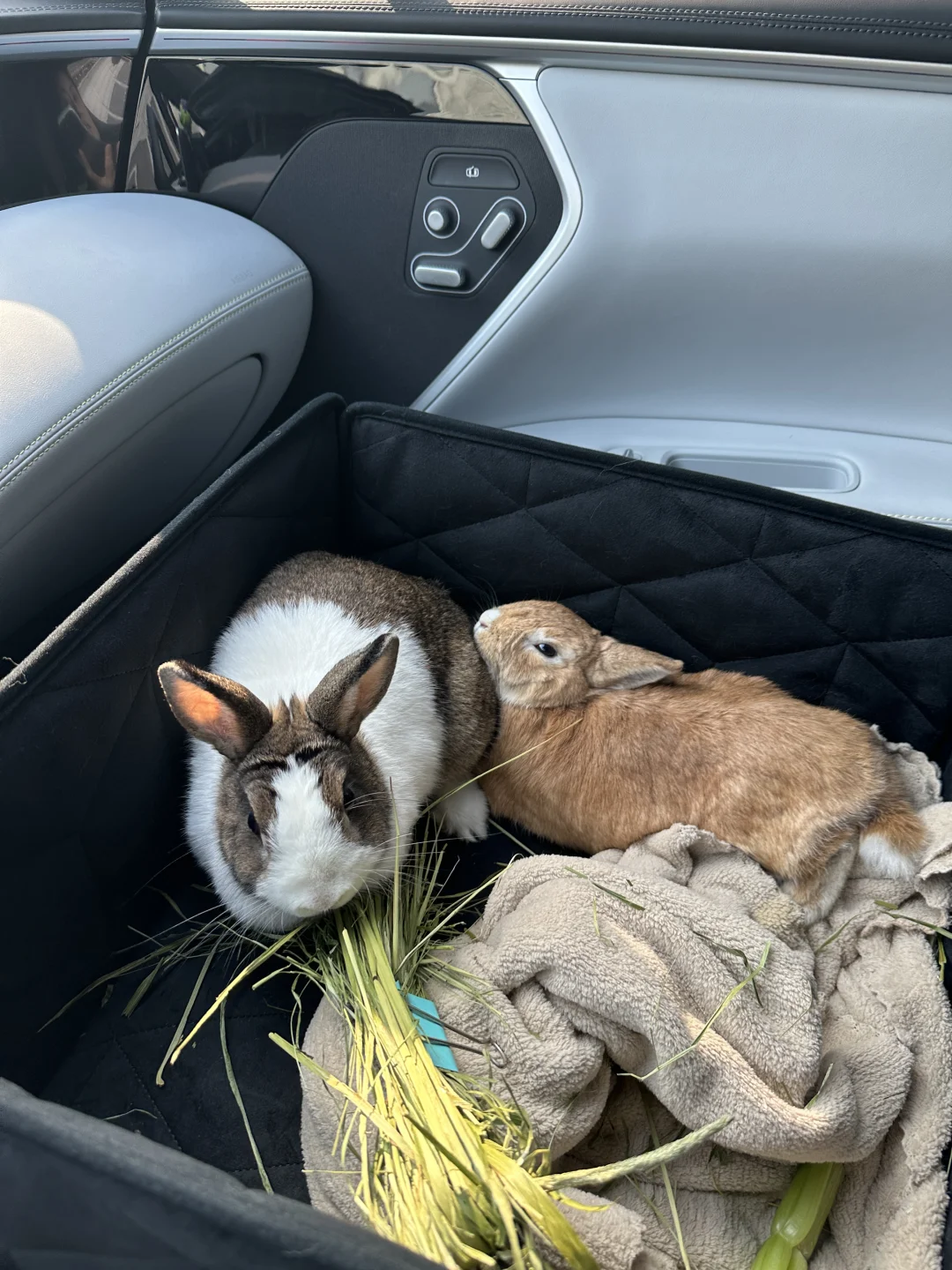 和兔兔们一起出门兜风～🐰