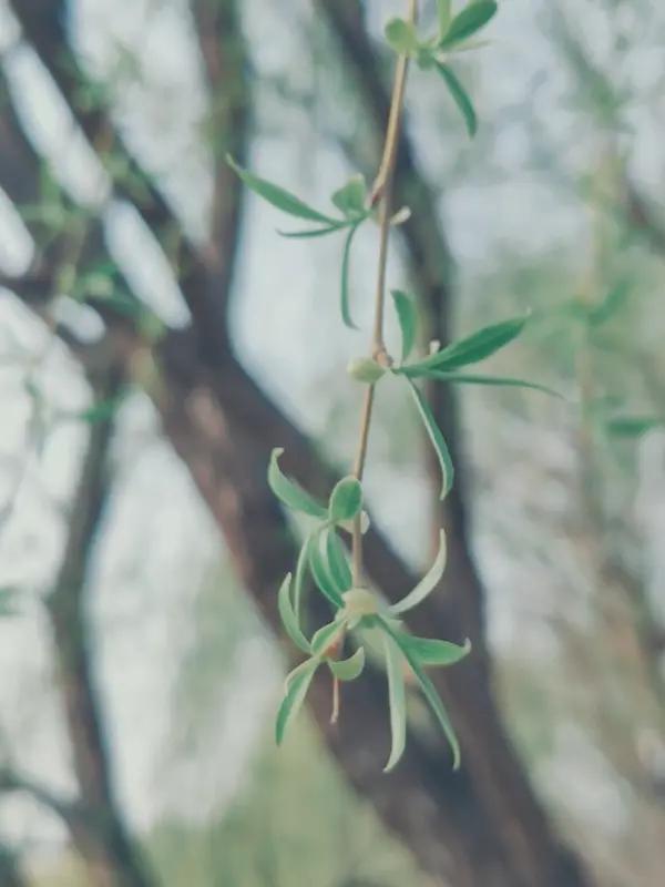 “有心栽花花不发，无心插柳柳成荫”，这对联太妙了，道尽生活真谛。刻意去做的事，往