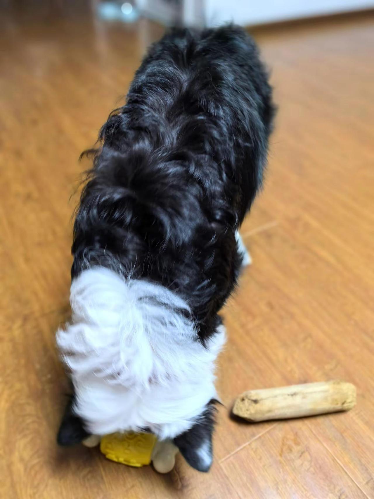 八个半月，珍珠毛养成，百分百卷卷毛啊！