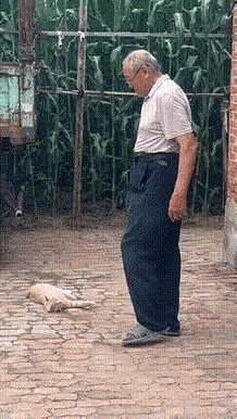 这猫应该从小被爷爷养大，所以它才这么乖。