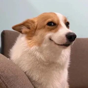 失眠小狗