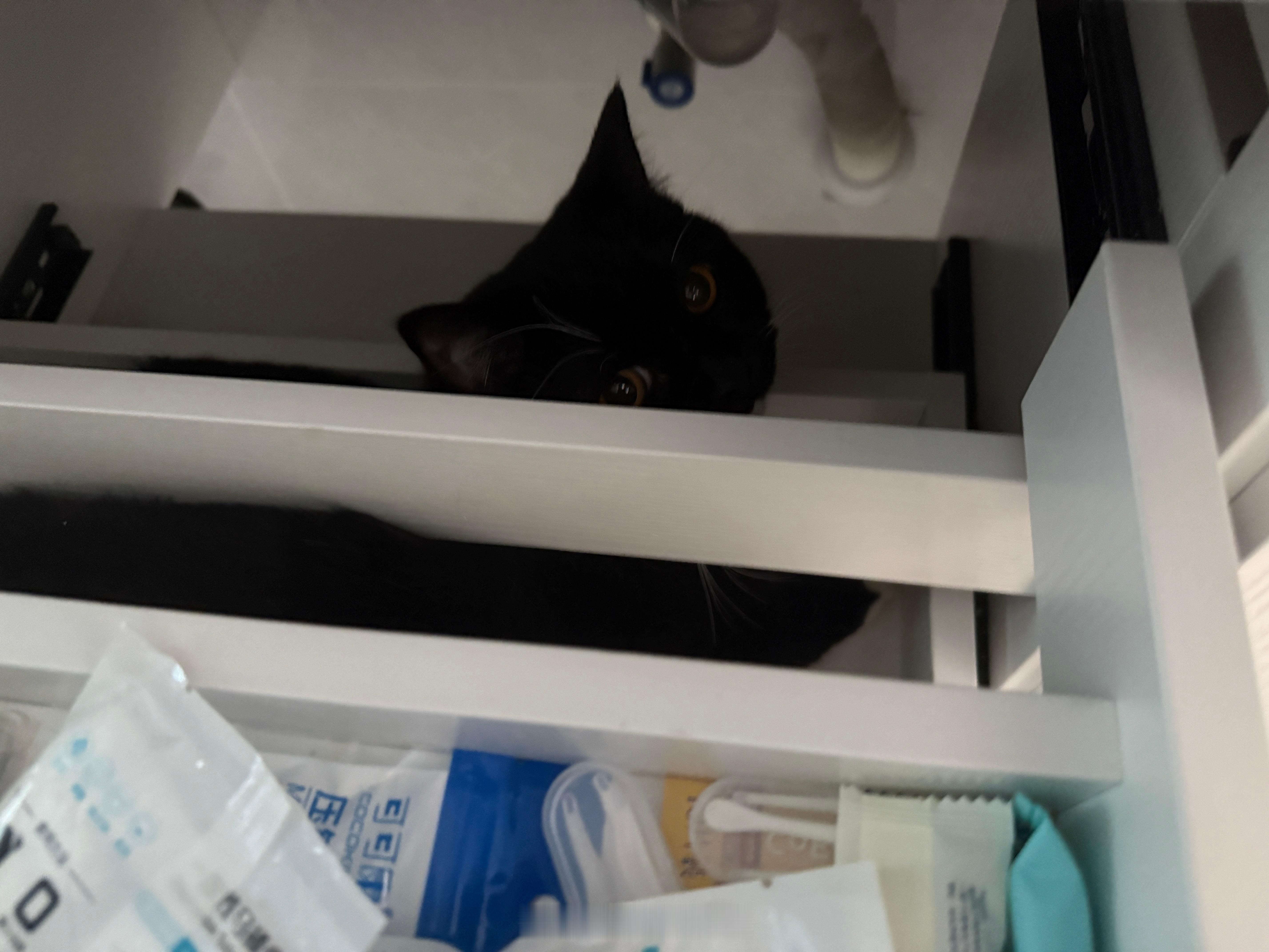 内向🐈⬛，朋友来家里玩它躲柜桶里社恐小猫（？） 