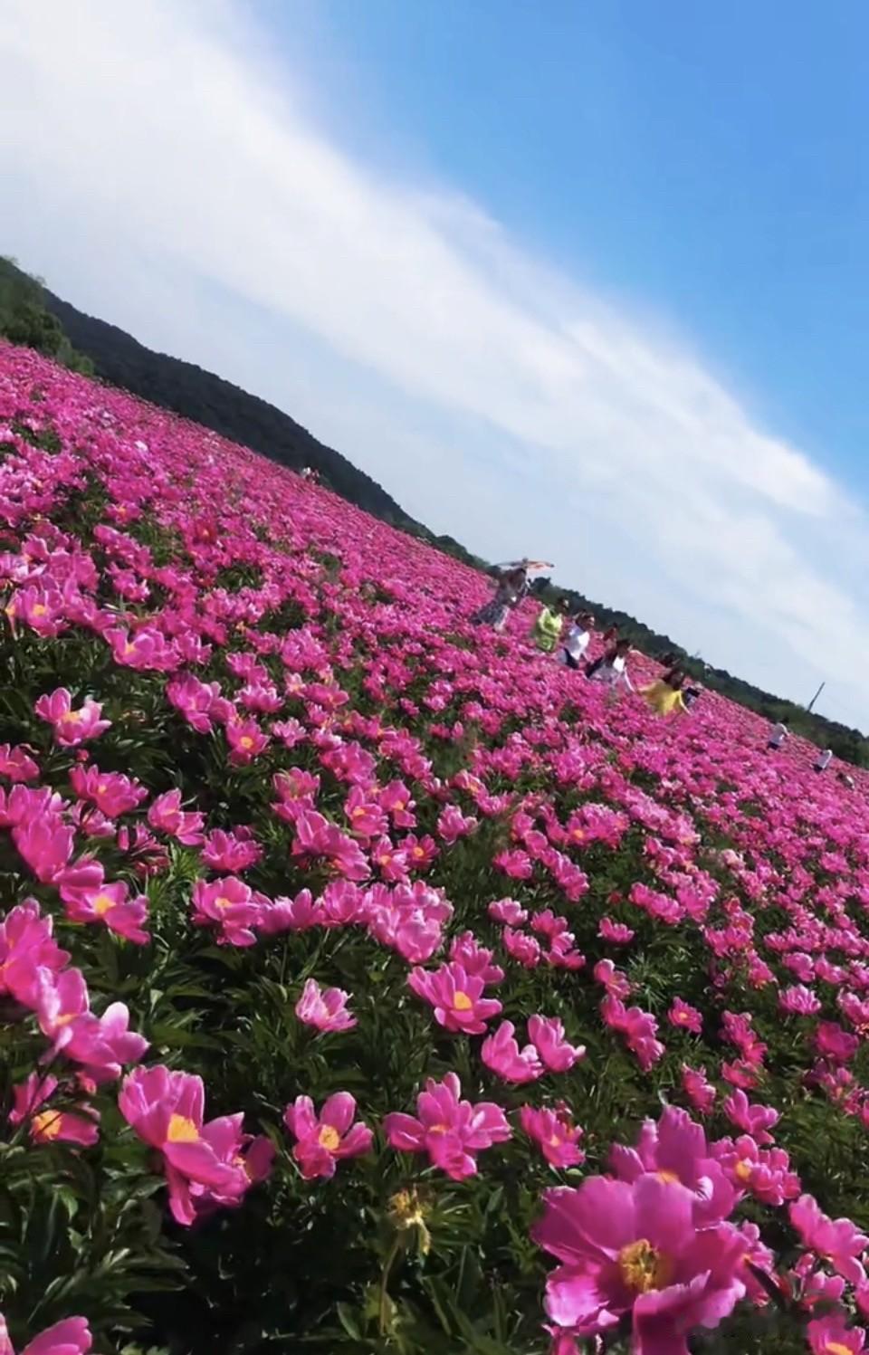 四月芳菲尽
暮春百花残
芍药清姿在
嫣然胜牡丹
咏花绝句