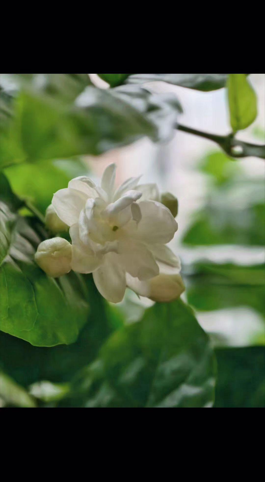 🌼茉莉开了！像月光揉碎在枝头✨ 风过时，连呼吸都带着清甜～ 这夏天，是被温柔撞