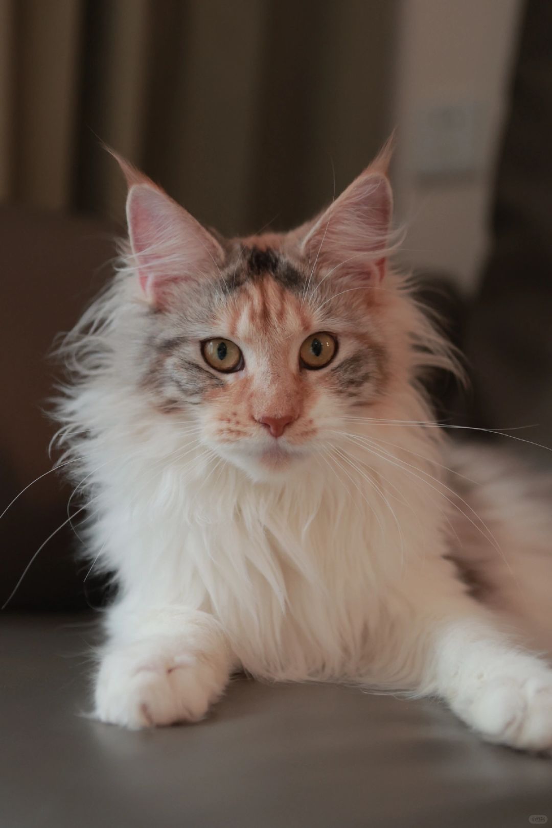 缅因｜三花缅因妹妹 可售可留款