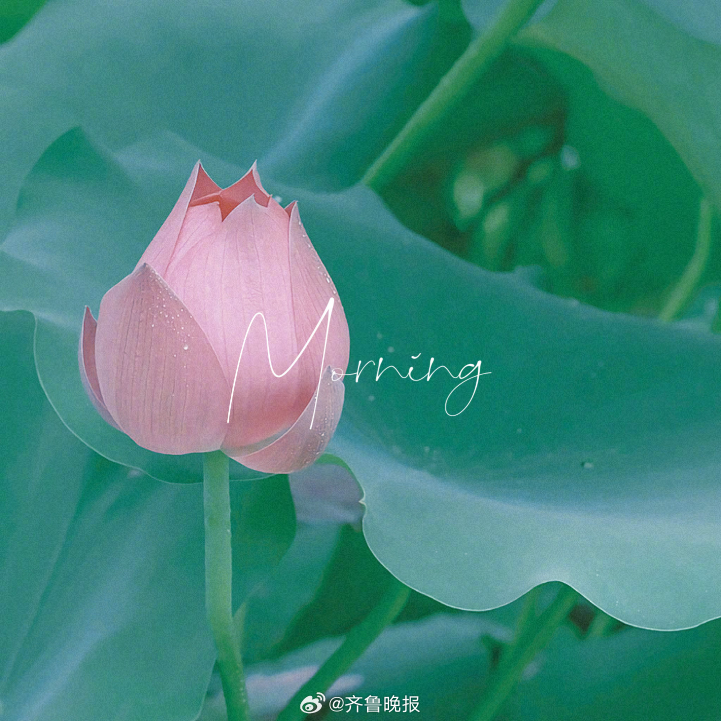 不是岁月消磨了狂野 而是故事教会了平凡[月亮]#早安# ​​​