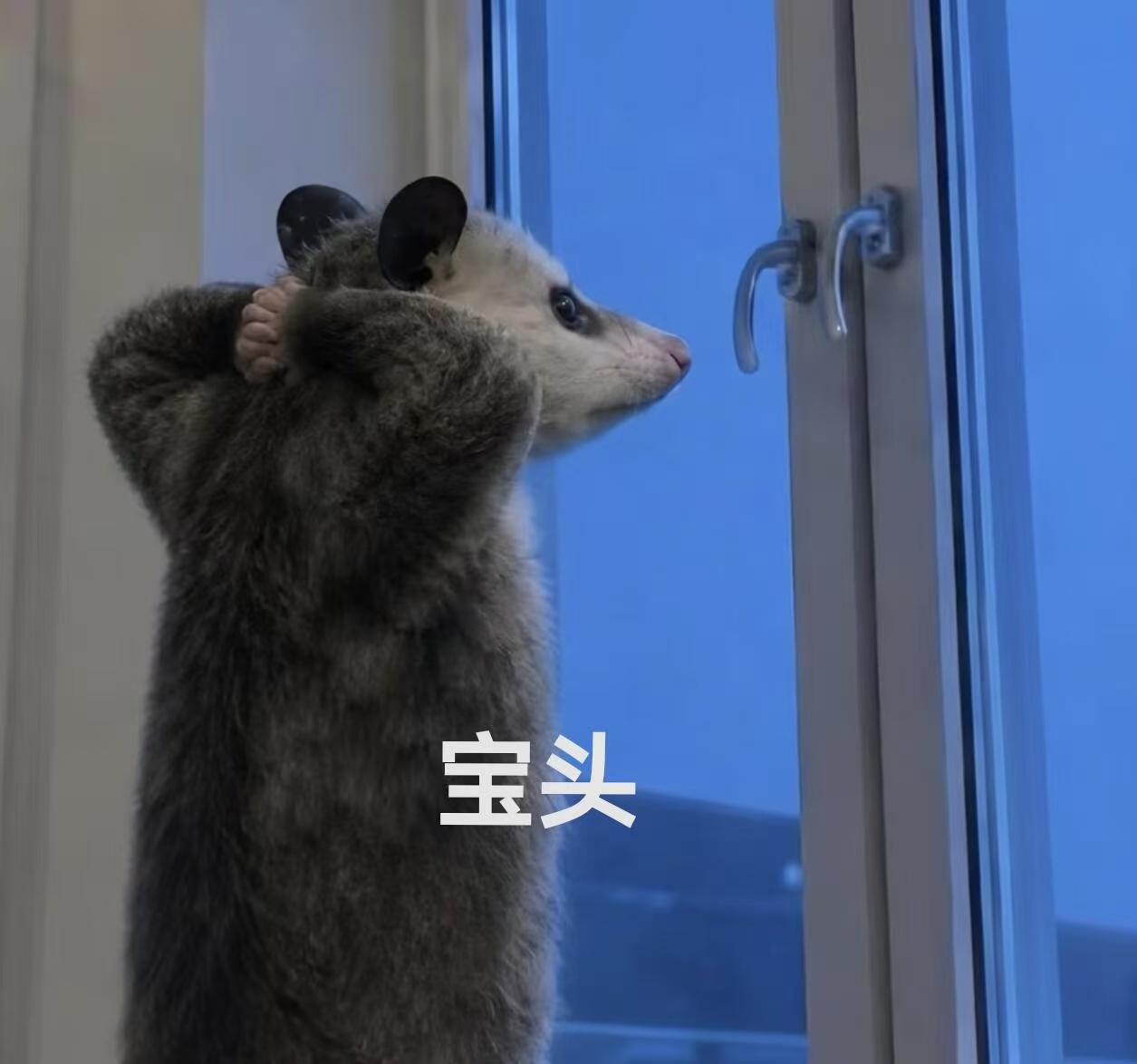 哈哈哈哈哈哈哈哈周深表情包，但负鼠版周深脱友3起名鬼才周深刚子鲁大深鸟都不鸟妮