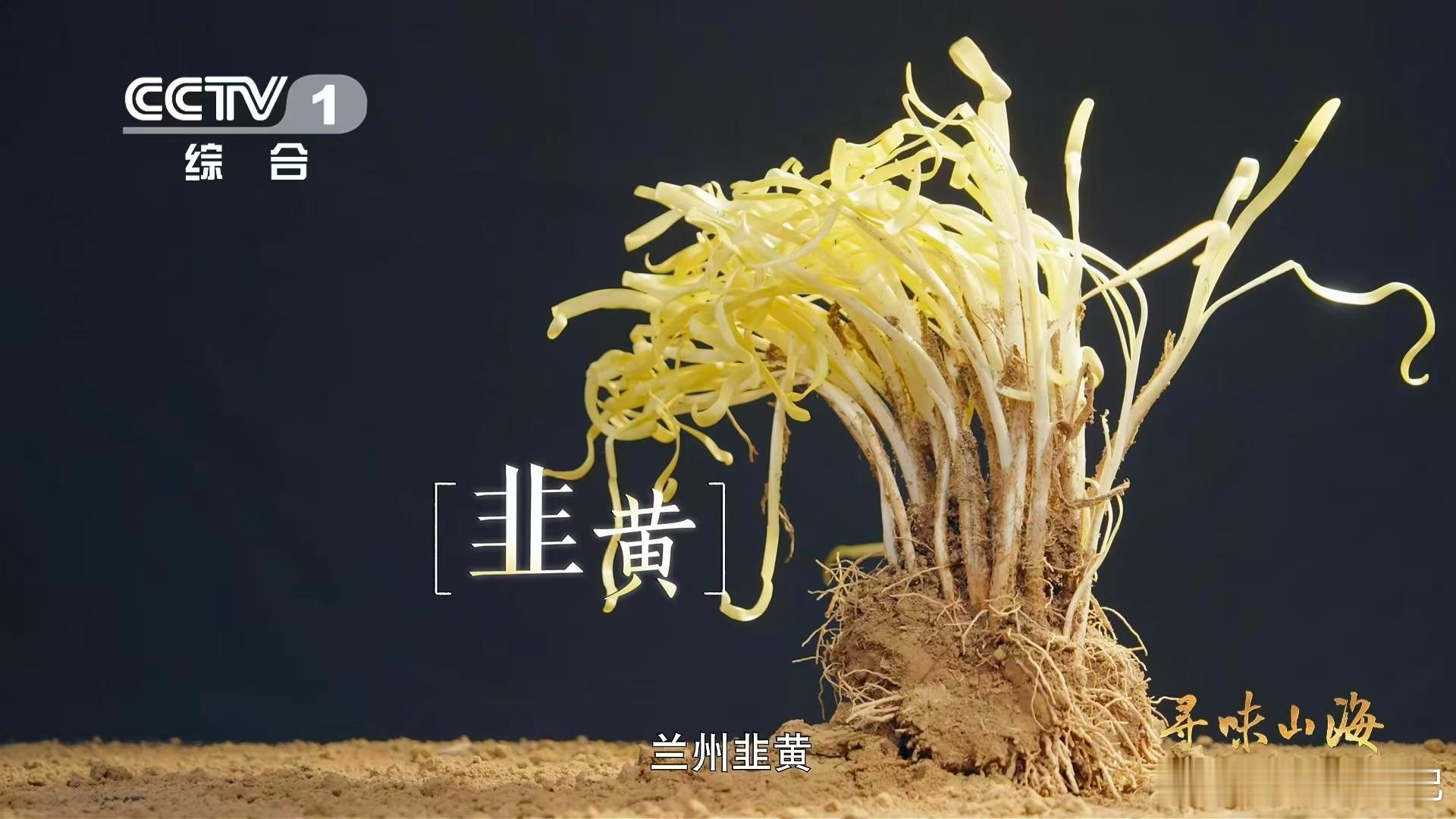 兰州种韭黄要盖被子兰州韭黄为什么自来卷老手艺永远让人惊艳！ 兰州种韭黄要盖被子 