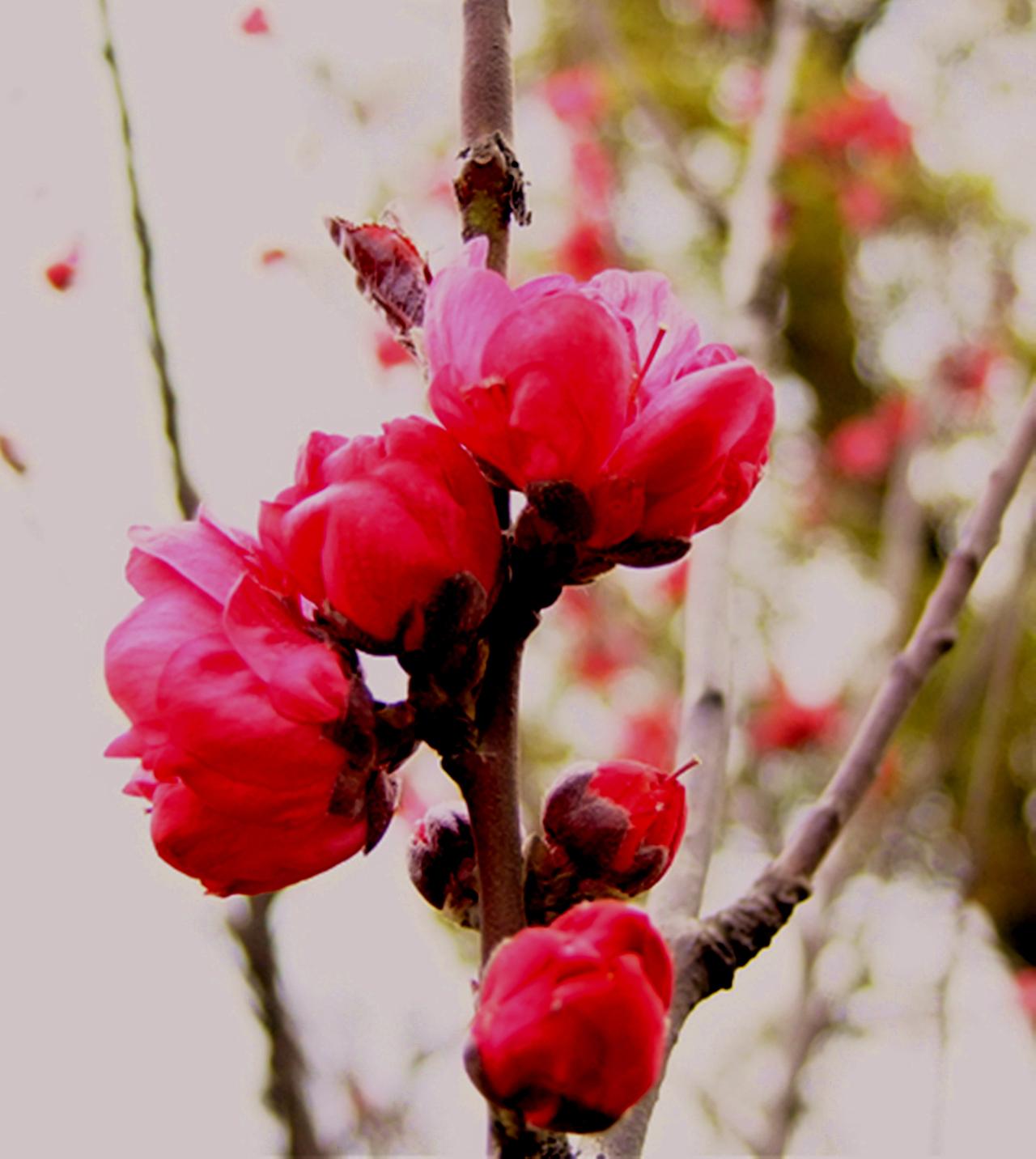 周二盘后传来新消息，周三科技方向能否再度强势上扬？
周二盘后新消息如下：
一、据