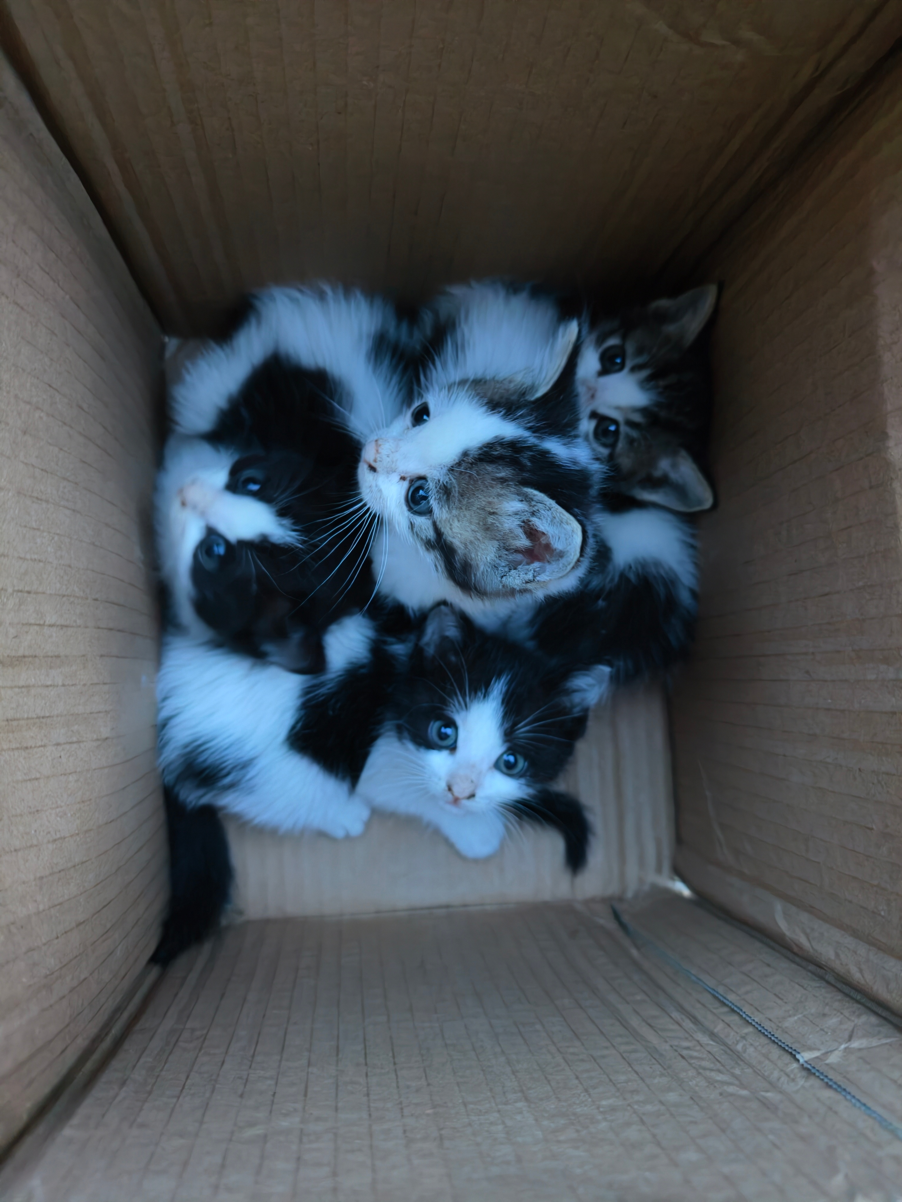 在路边看到了被别人丢的4只小猫怎么办
