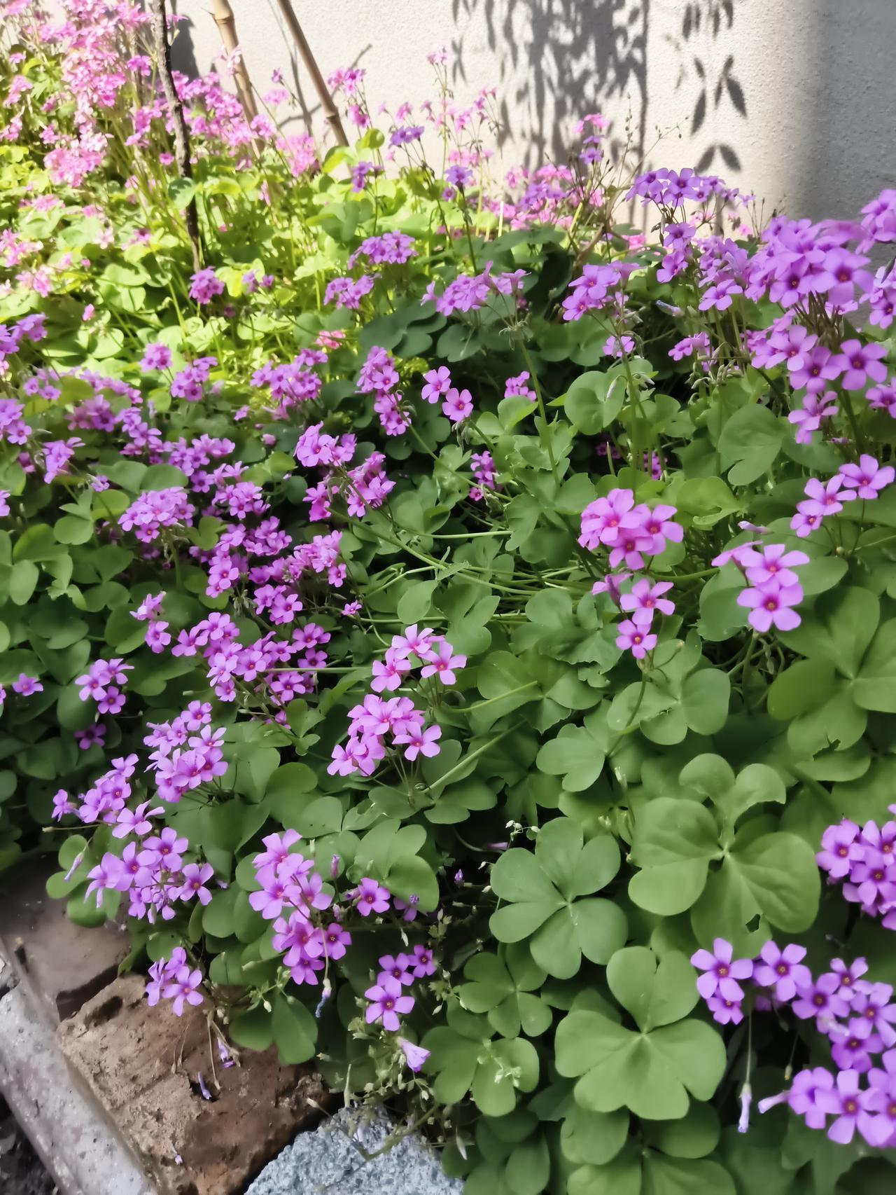 晒出你的本地生活驻马店的老铁们，这普普通彤的小花也真的很漂亮，种过一回，就年年在