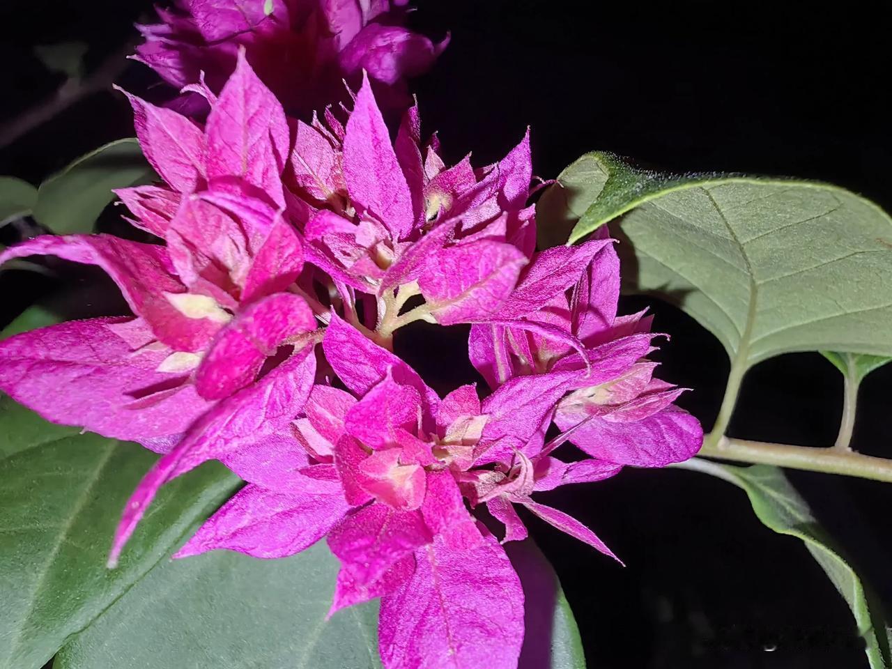 随手拍摄的三角梅夜晚的三角梅开花更美