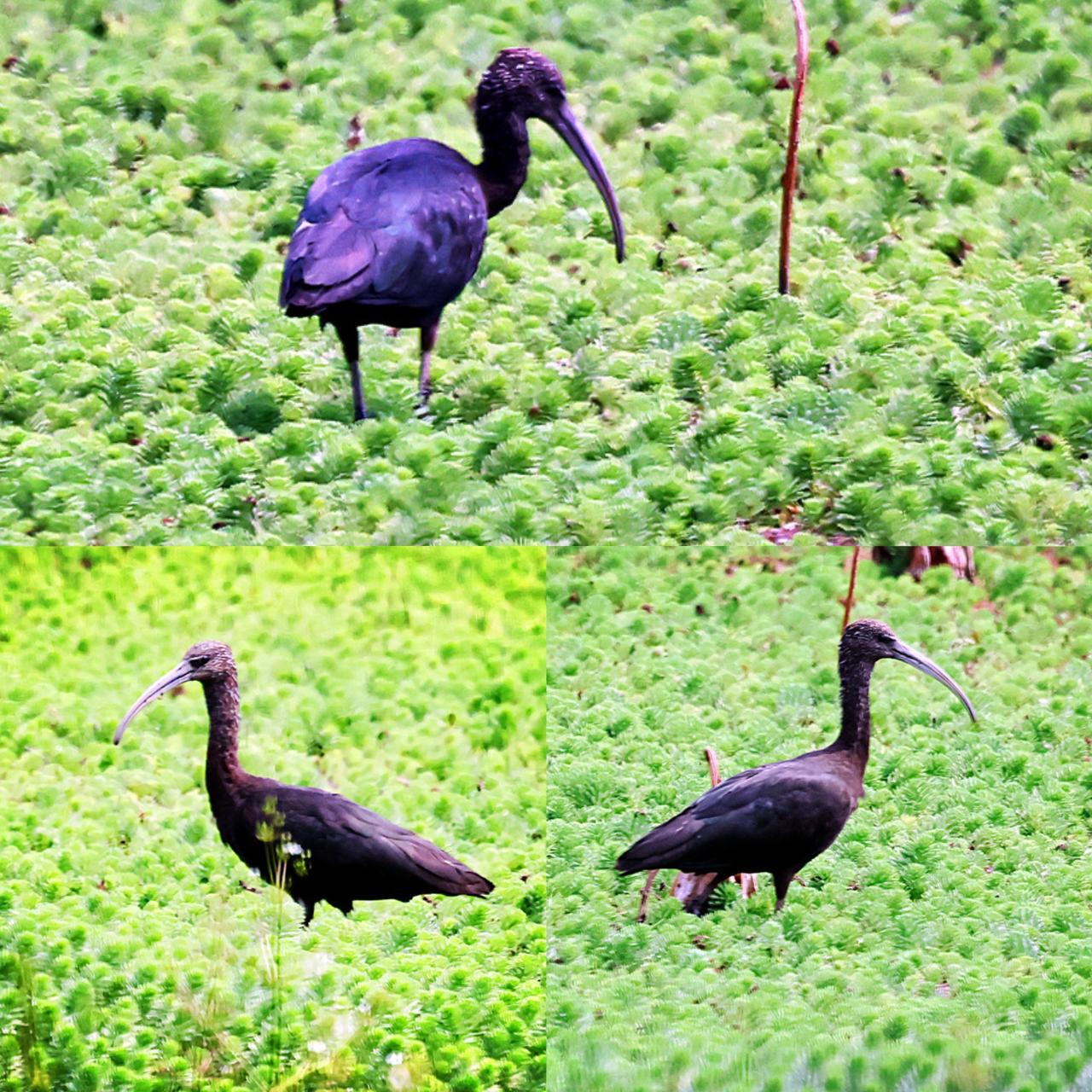 滇池湿地来了极危的彩鹮！
        前几天在滇池湿地拍到一只彩鹮，它是国家