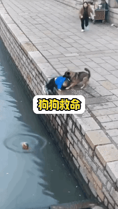 给狗狗加两只鸡腿🍗