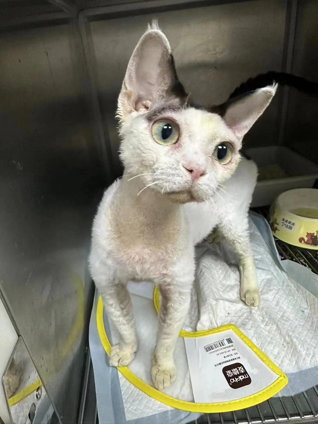 杭州良渚猫德满分超粘人德文弟弟和蓝猫弟弟求家！

爱心小姐姐是在守护的猫屋里发现