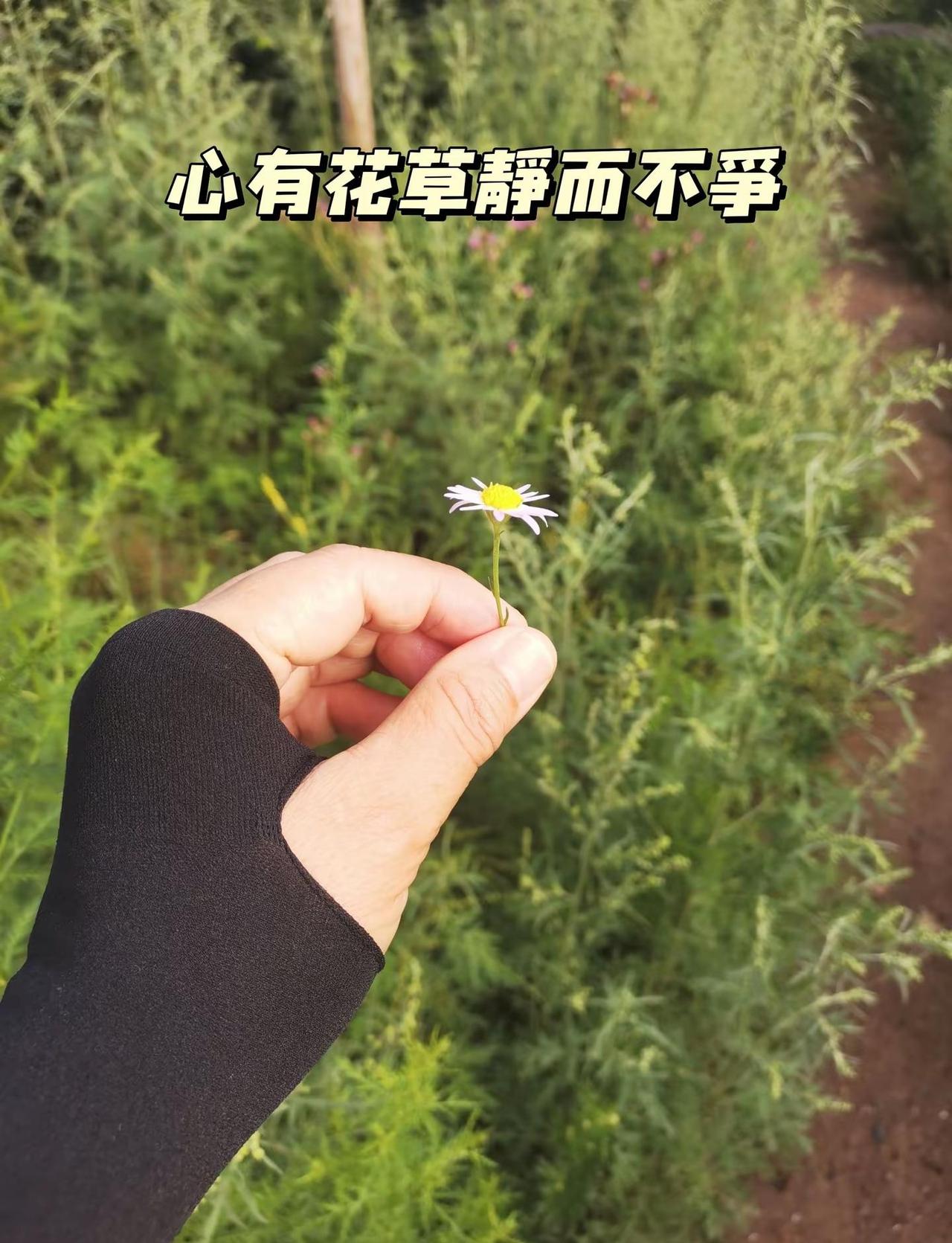 花草的世界。心有山海，静而不争，眼有星辰，淡而不惊。不执过往，不困得失，守一份安